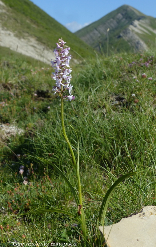 Monte Doro e Cima della Laghetta, le orchidee e i loro ambienti - luglio 2025.